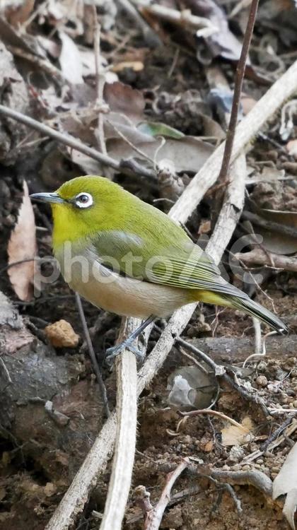 抹茶色のとても可愛いメジロ メジロ,緑,小鳥の写真素材