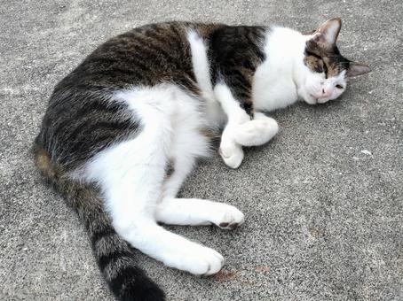 寝転ぶキジトラ 猫,保護猫,ペットの写真素材
