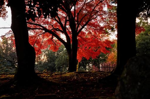 紅葉 公園 紅葉 公園の写真