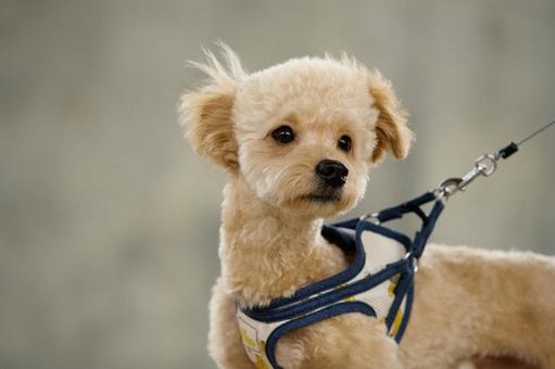 見つめるワンコ(ミックス犬) 見つめるワンコ(ミックス犬)の写真