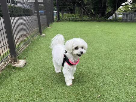 ドッグランの犬 犬,マルチーズ,かわいい犬の写真素材