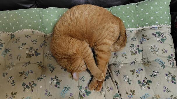 就寝中の茶トラ 猫,茶トラ,catの写真素材