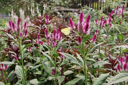 ヤリケイトウ・槍鶏頭 ヤリケイトウ・槍鶏頭 ヤリケイトウ・槍鶏頭,風景マクロ,草花の写真素材