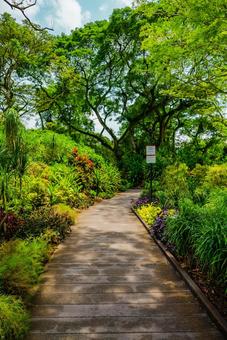 【シンガポール】植物園オーキッドガーデン オーキッドガーデン,ナショナル,国立の写真素材