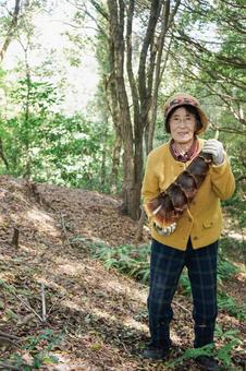 タケノコ刈りをする高齢の女性 タケノコ刈りをする高齢の女性 70代,食材,自然の写真素材