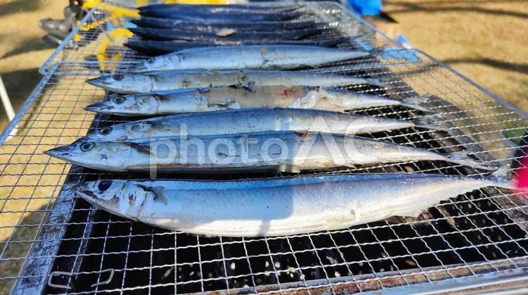 秋刀魚 魚,秋刀魚,焼き魚の写真素材