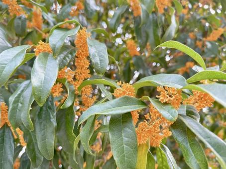 キンモクセイ キンモクセイ,秋,金木犀の写真素材