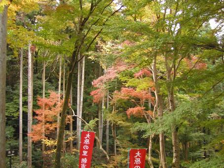 京都 大原 京都 大原の写真