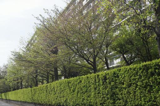 植込み 植込みの写真