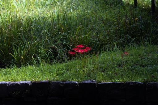 彼岸花(2025)2 彼岸花(2025)2の写真