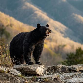 山と森に囲まれた環境で生きるクロクマ 山と森に囲まれた環境で生きるクロクマの写真