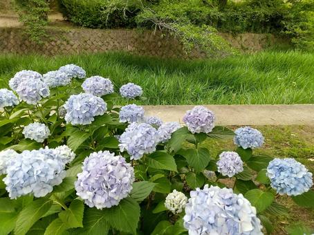 あじさい あじさいの写真