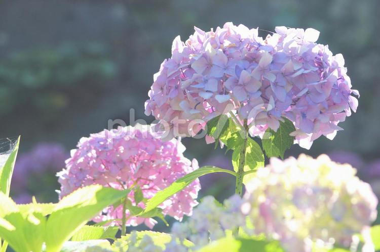 和歌山城のアジサイ あじさい,アジサイ,紫陽花の写真素材