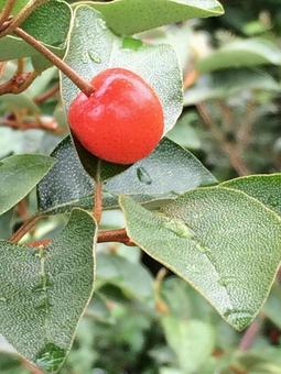 紅い実の写真