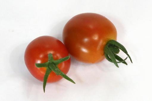 ミニトマト完熟収穫の写真