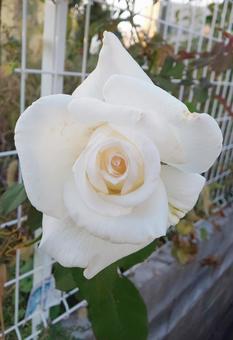 バラ バラの写真