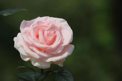 ピンクのバラの花 ピンクのバラの花の写真