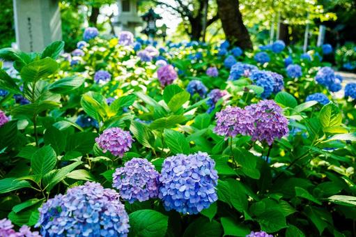 紫陽花 紫陽花の写真