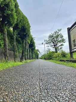 公園の小道 公園の小道の写真