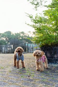 夏の公園で散歩するトイプードル 夏の公園で散歩するトイプードルの写真