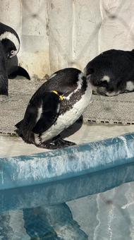 ペンギンの写真1 ペンギンの写真1の写真