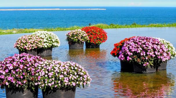 ひたち海浜公園・サンパチェンスの花&海 ひたち海浜公園・サンパチェンスの花&海 初秋,国営ひたち海浜公園,サンパチェンスの写真素材