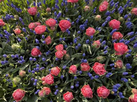 キューケンホフ公園 キューケンホフ,チューリップ,アムステルダムの写真素材