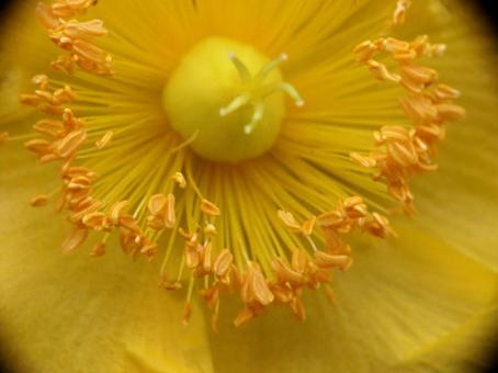 Close-up of Kinshibai, a Kinshibai flower, JPG Close-up of Kinshibai, a Kinshibai flower, JPG