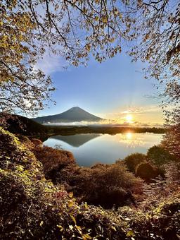 紅葉越しに見る富士山と朝日 富士山,田貫湖,紅葉の写真素材