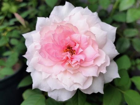 ベランダのバラ・シャリマー 薔薇,バラ,シャリマーの写真素材