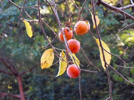 赤く熟した野生柿 柿,果物,赤の写真素材