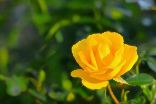 開花した黄色い秋咲きの薔薇の花 植物,花,薔薇の写真素材