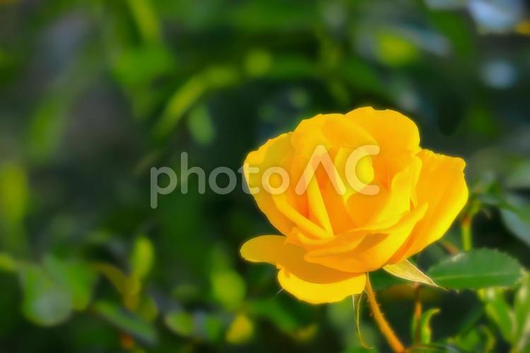 開花した黄色い秋咲きの薔薇の花 植物,花,薔薇の写真素材