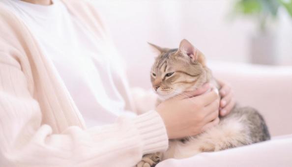 かわいい猫を抱く女性の手元アップ かわいい猫を抱く女性の手元アップの写真