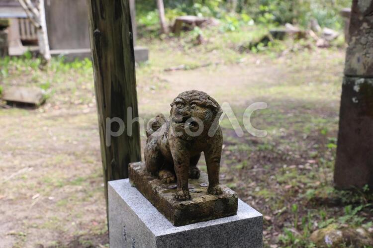 奄美大島・蒲生神社・狛犬 奄美大島,蒲生神社,神社の写真素材
