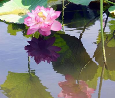 水中花も美しい、蓮 水中花も美しい、蓮の写真