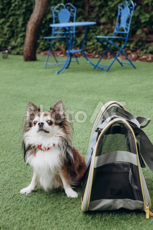座るチワワとバッグと椅子 チワワ,犬,動物の写真素材