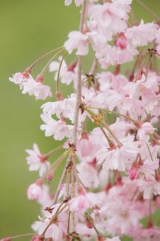 枝垂れ桜 桜 ピンク 枝垂れ桜 桜 ピンクの写真