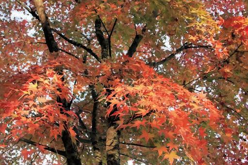 紅葉 水彩画風(画像デフォルメ) 紅葉 水彩画風(画像デフォルメ) 紅葉,秋,もみじの写真素材