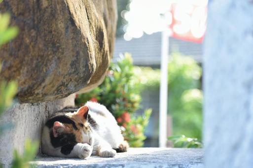 ネコ ネコの写真