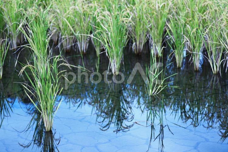 田んぼに映る稲穂と空 田んぼ,水田,稲の写真素材