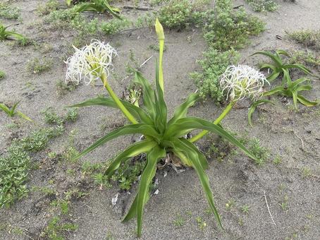 砂浜に咲くハマユウの花 砂浜に咲くハマユウの花の写真