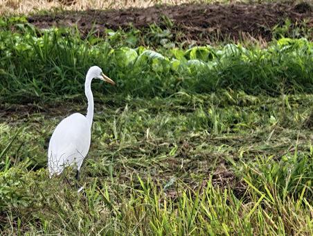 草地の白いサギ サギ,鳥,白い鳥の写真素材