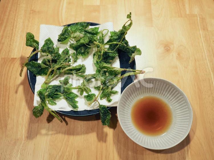 美味しそうなウドの葉の天ぷら ウド,天ぷら,うどの写真素材