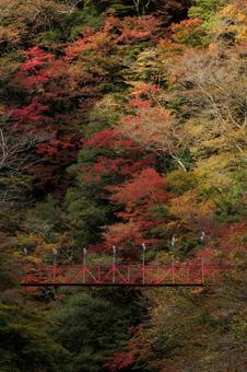 紅葉のべふ峡（別府峡谷の赤い吊橋） べふ峡,別府峡,物部川の写真素材
