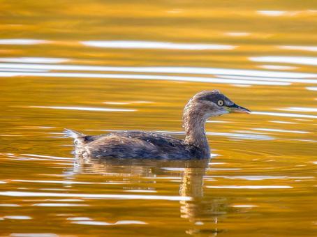 池を泳ぐカイツブリ カイツブリ,野鳥,鳥の写真素材