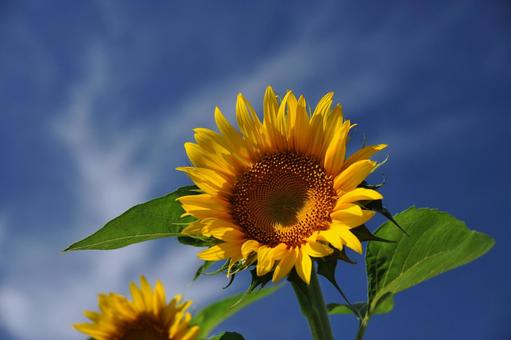 ひまわりの写真