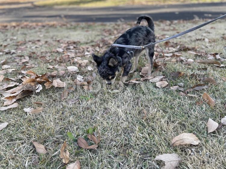 ちわわの散歩 ちわわ,犬,子犬の写真素材