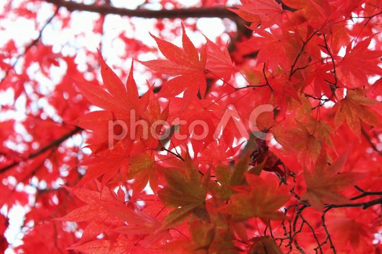 日本の紅葉　須賀川牡丹園 紅葉,日本,須賀川牡丹園の写真素材