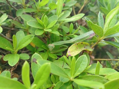 かまきり かまきり カマキリ,エノキグサ,トウダイグサ科の写真素材